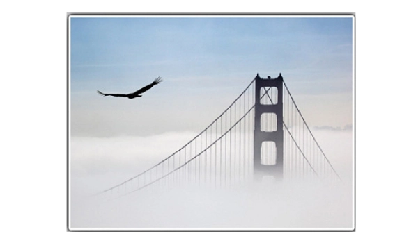 Aigle survolant le Golden Gate - 66 x 50 cm