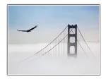 Aigle survolant le Golden Gate - 66 x 50 cm 